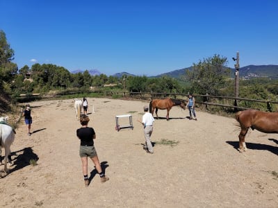 Associació Som Alaire -- Teràpies Assistides amb Cavalls, adaptades a qualsevol necessitat física, psíquica i mental. - hipica in Matadepera