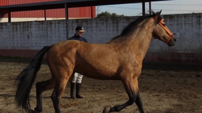 NESC Centro Ecuestre - hipica in Villaviciosa de Odón