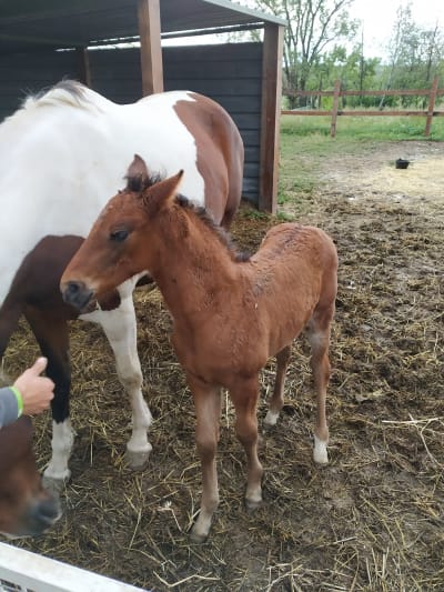 Fran Arenas Doma Clásica - hipica in Humanes de Madrid