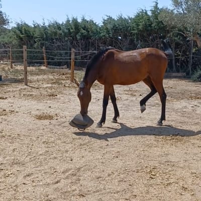 Hípica patronus - hipica in San Martín de Valdeiglesias