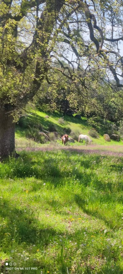 FINCA EL ENEBRAL - hipica in Colmenar del Arroyo