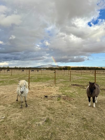 Santillana Ecuestre - hipica in Soto del Real