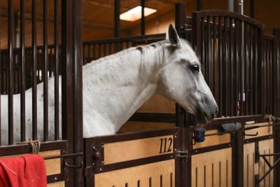 Hípica El lucero - hipica in Pozuelo del Rey