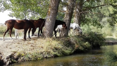 Centro Ecuestre El Guadarnés - hipica in Llano de Olmedo