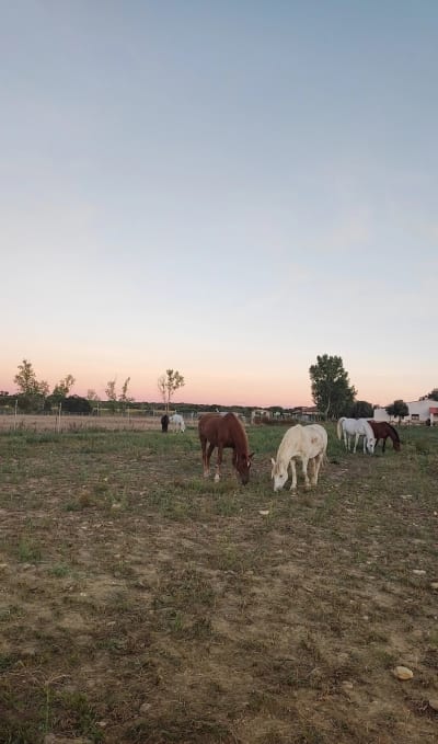 Club Hípico Laderas del Valle - hipica in Éjeme