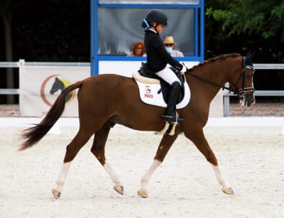 M&M Dressage - hipica in Humanes de Madrid