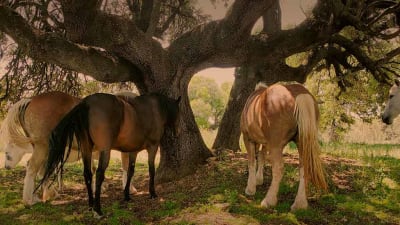 Horizonte Animal. Centro de rescate de equinos, crecimiento personal y experiencias con caballos y burros - hipica in Navalagamella