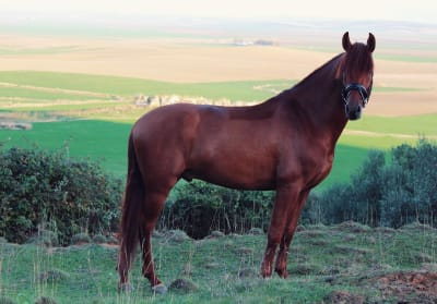𝐂𝐮𝐚𝐝𝐫𝐚 𝐝𝐞 𝐋𝐨𝐛𝐨𝐧𝐞𝐬 | Cría, Doma y Entrenamiento de Caballos - hipica in Valverde del Majano