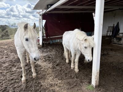 Los ponys de Maria - hipica in Valdemorillo