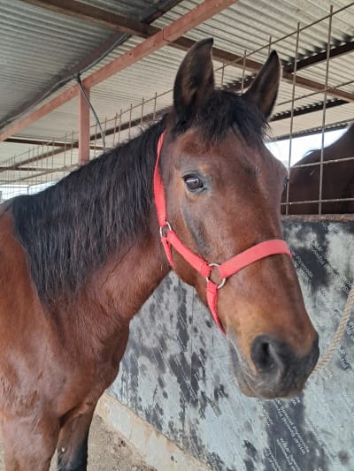 Hípica el Cubilete - hipica in Ajalvir