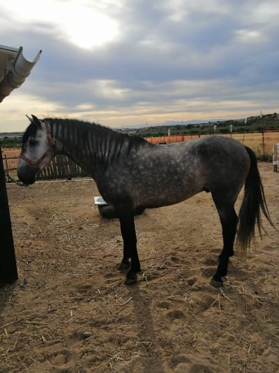 Yeguada manuel hidalgo - hipica in El Carpio de Tajo