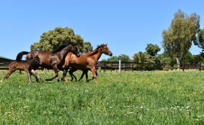 YEGUADA AGRADO - hipica in Aldea del Fresno