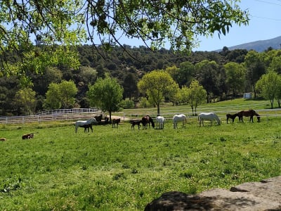 Yeguada Carlos Delgado - hipica in Navaluenga