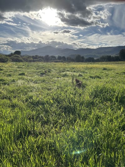 Yeguada Partida Del Bonal - hipica in San Martín de Valdeiglesias