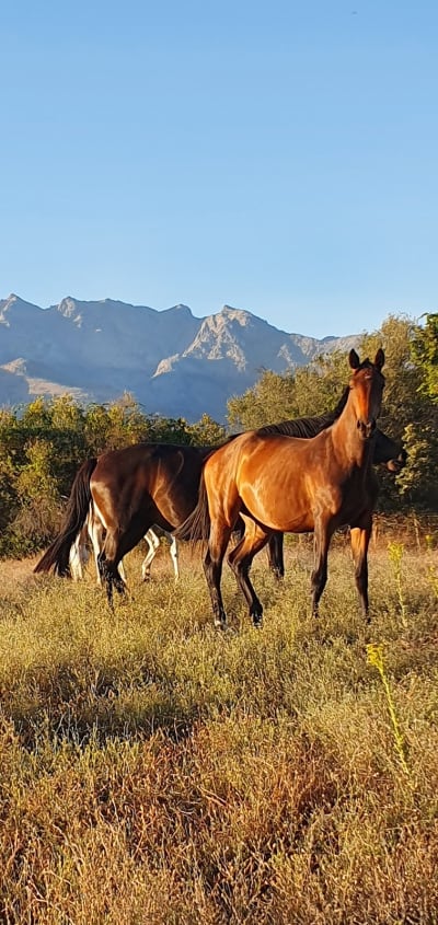 YEGUADA PEDRO BECA - hipica in Madrigal de la Vera