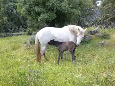Yeguada La Parrilla - hipica in Madrid