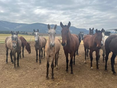 Yeguada Antonio Moreta - hipica in Leganés