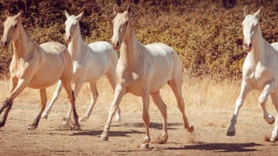 Yeguada Sánchez del Mazo - hipica in Piedrahíta