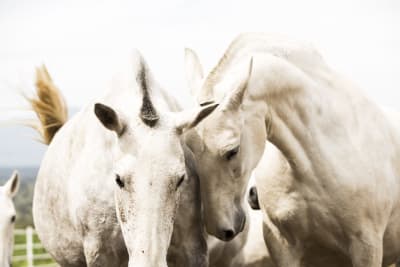 Yeguada Hierro de la F - hipica in Zorita