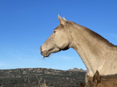 Yeguada Las Espadas - hipica in La Cabrera