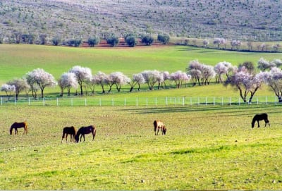 Yeguada de Tembleque - hipica in Tembleque