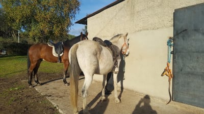 Yeguada La Isla - hipica in Ramacastañas