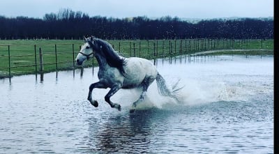 Yeguada La Pelmaza - hipica in El Fresno