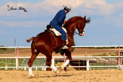 yeguadajb - hipica in Nava de Sotrobal