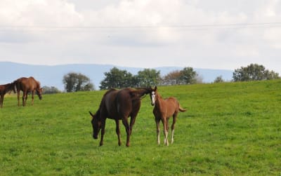 Yeguada Es desig - hipica in Colmenar Viejo