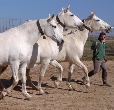 Yeguada Vista Alegre - hipica in Villamayor