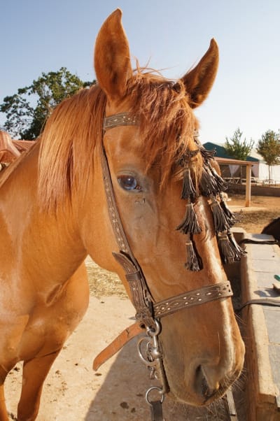 Hípica El Couso - hipica in Trabazos