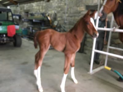 Yeguada las Llamosas - hipica in Cabezón de la Sal