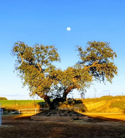 Hipica Dehesa de Campomanes - hipica in Badajoz