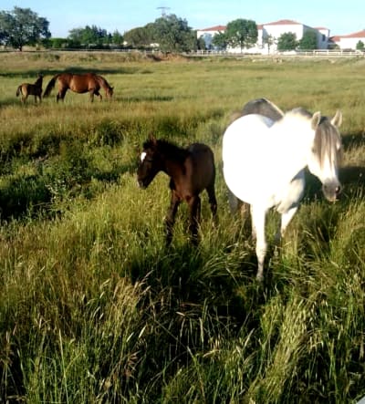CFMR NAVALMORAL - hipica in Navalmoral de la Mata