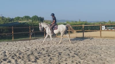 Escola Equestre Picadeiro Tavares Ramos - hipica in Aldeia de Joanes