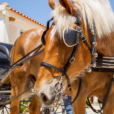 Centro Hípico da Quinta da Canastra - hipica 