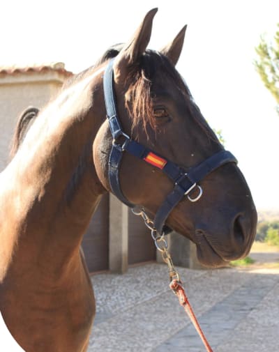 Yeguada Victorino Martín - hipica in Moraleja