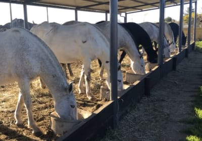 Yeguada Las Viñas - hipica in Ciudad Rodrigo