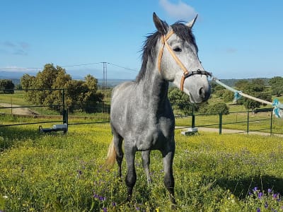 Yeguada Herederos del Marqués de Tejada - hipica in Herrera de Alcántara