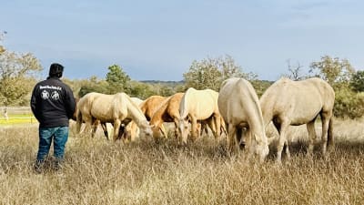 Yeguada Hnos Pulido - hipica in Losar de la Vera