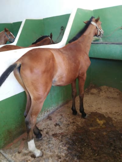 YEGUADA EL GRILLO - hipica in Puebla del Maestre