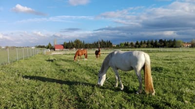 Centro Ecuestre Al-manchara - hipica in Ciudad Real