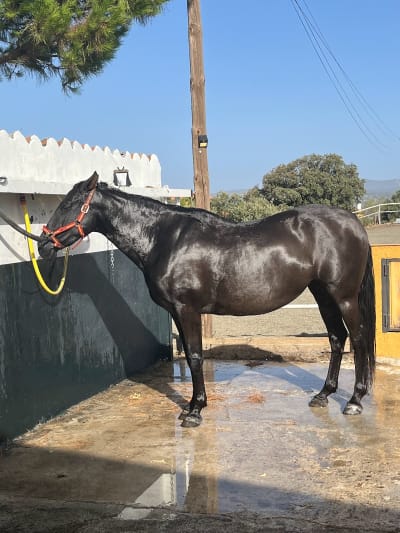 La Cuadra de Lucas, S.L. - hipica in Villamantilla