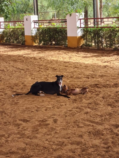Escuela de Equitación Campiña Ecuestre - hipica in Paradas