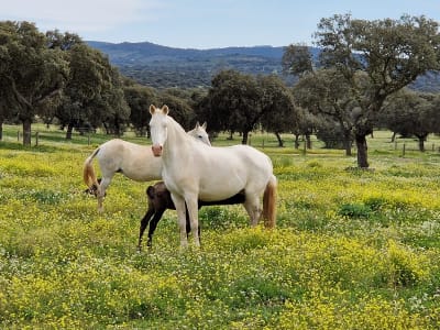 YEGUADA DEL ARROYO DEL LOBO - hipica in Hinojosa del Duque