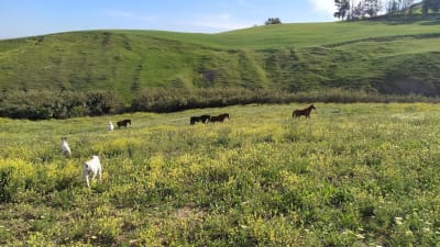 Yeguada El Arroyo, Asoc.Ecuestre La vega - hipica in Carmona