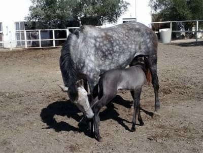 Yeguada el Halcón - hipica in Baeza