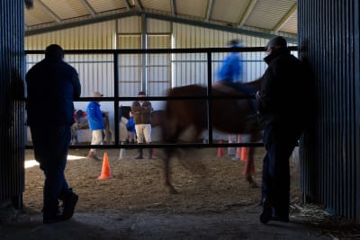 Club Hípico Silva - hipica in Écija