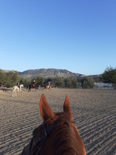 Club DC Hípico Jaén - hipica in La Guardia de Jaén