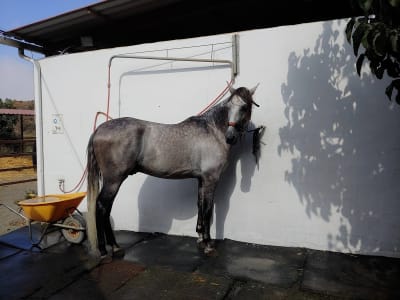 Horse Riding La Paca - hipica in Benagalbón